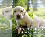 Small #9 Goldendoodle