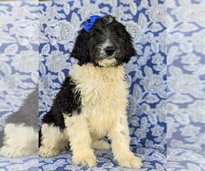 Bernedoodle-Poodle (Standard) Mix Puppy for sale in CHRISTIANA, PA, USA