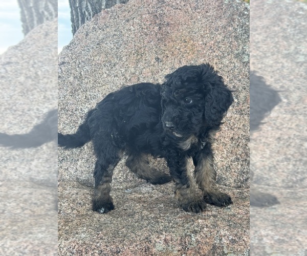 Medium Photo #15 Poodle (Miniature)-Poodle (Standard) Mix Puppy For Sale in LONGMONT, CO, USA