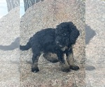 Small #14 Poodle (Miniature)-Poodle (Standard) Mix