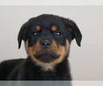 Small Photo #1 Rottweiler Puppy For Sale in NAPPANEE, IN, USA
