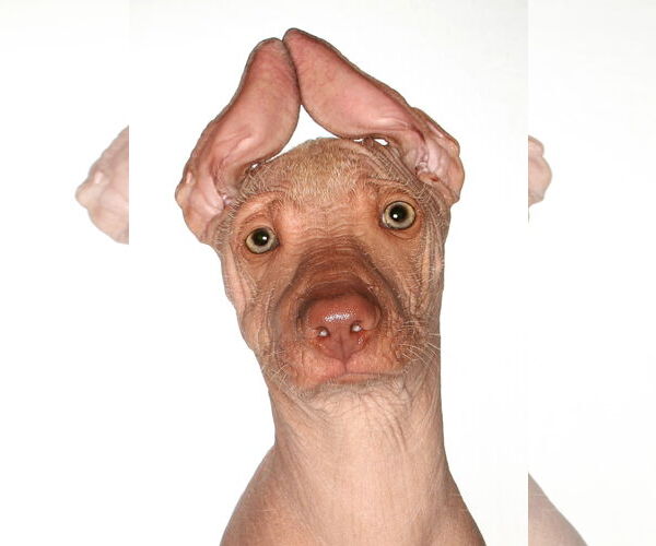 Medium Photo #1 Mutt Puppy For Sale in Oakland Park, FL, USA