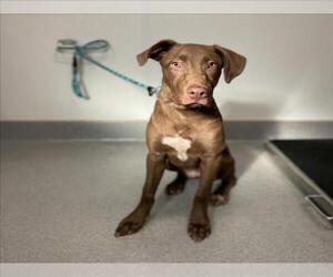 Labrador Retriever-Unknown Mix Dogs for adoption in Rancho Cucamonga, CA, USA