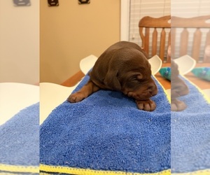 Doberman Pinscher Puppy for sale in PECK, KS, USA