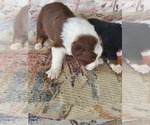 Small Photo #3 Australian Shepherd Puppy For Sale in NEW IBERIA, LA, USA