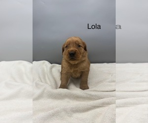 Golden Retriever Dog for Adoption in FREDERICKSBG, Ohio USA