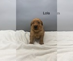Image preview for Ad Listing. Nickname: Lola