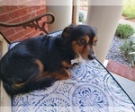 Small Photo #1 Chiweenie Puppy For Sale in CANTON, GA, USA