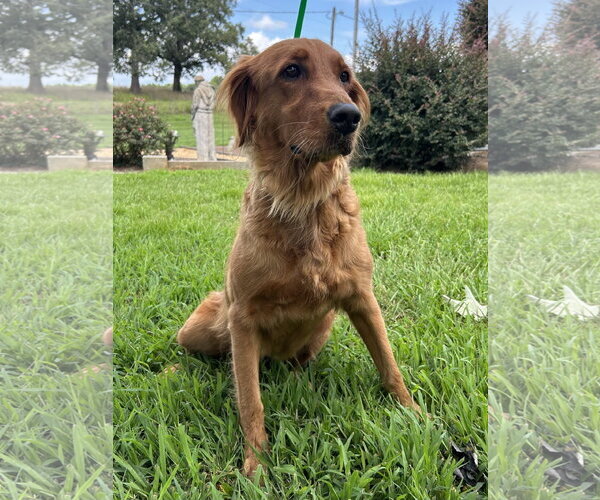 Medium Photo #4 Golden Retriever Puppy For Sale in Pacolet, SC, USA
