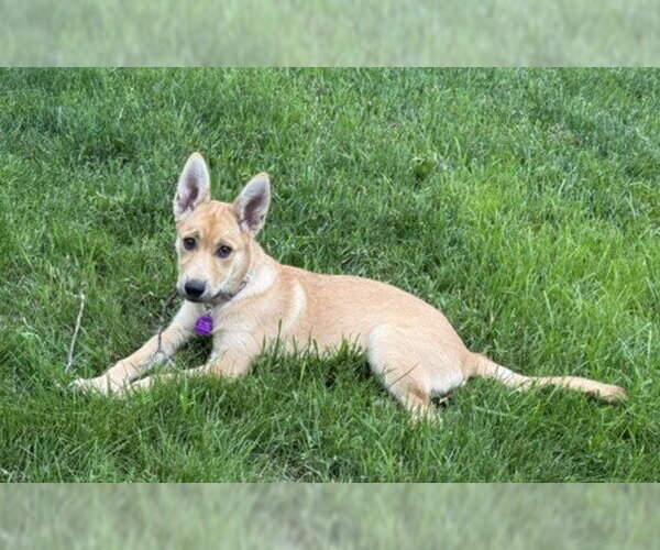 Medium Photo #3 Mutt Puppy For Sale in St. Louis Park, MN, USA