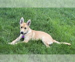 Small #2 Mutt