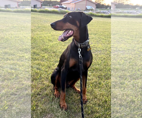 Medium Photo #5 Doberman Pinscher Puppy For Sale in Buffalo, MN, USA