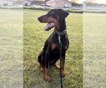 Small #4 Doberman Pinscher