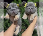 Small Photo #33 French Bulldog Puppy For Sale in DENVER, CO, USA
