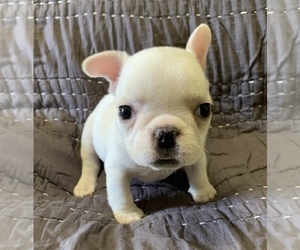 French Bulldog Puppy for sale in JOHNS ISLAND, SC, USA