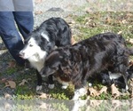 Small Photo #6 Border Sheepdog Puppy For Sale in NATHALIE, VA, USA