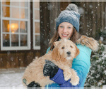 Small Photo #8 Goldendoodle Puppy For Sale in LITTLE ROCK, AR, USA
