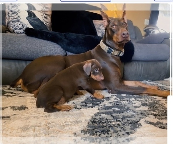 Medium Photo #41 Doberman Pinscher Puppy For Sale in YUCCA VALLEY, CA, USA