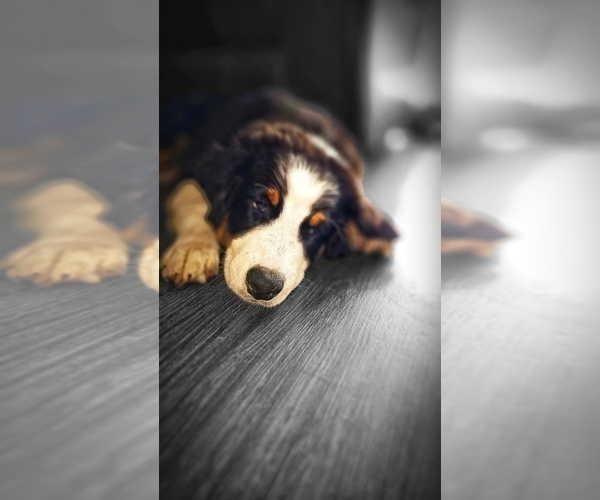 Medium Photo #2 Australian Shepherd Puppy For Sale in CLEARWATER, FL, USA