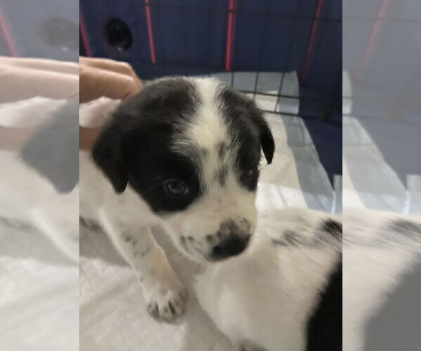 Medium Photo #3 Labrador Retriever-Unknown Mix Puppy For Sale in The Woodlands, TX, USA