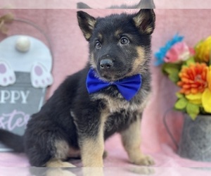 German Shepherd Dog Puppy for sale in LANCASTER, PA, USA