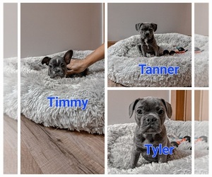 Faux Frenchbo Bulldog Puppy for sale in NEW CONCORD, OH, USA