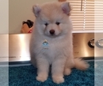 Small Photo #59 Pomeranian-Pomsky Mix Puppy For Sale in RAMSEY, MN, USA