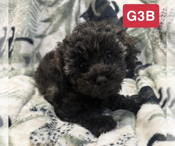 Medium Photo #3 Poodle (Toy) Puppy For Sale in ELM CITY, NC, USA