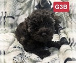 Small #2 Poodle (Toy)