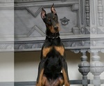 Puppy AKC Eur Rushka Doberman Pinscher