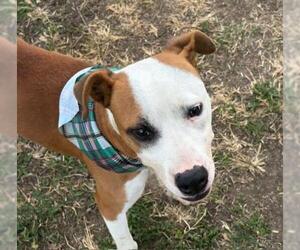 Mutt Dogs for adoption in Tulsa, OK, USA