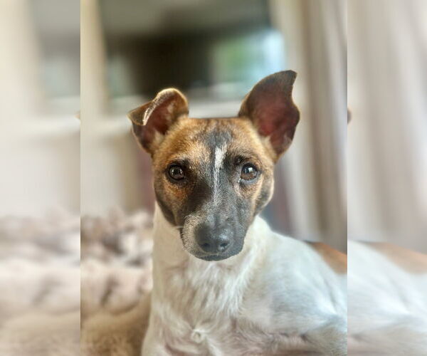 Medium Photo #8 Mutt Puppy For Sale in oakland, FL, USA