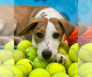 Labrador Retriever-Unknown Mix Dogs for adoption in Rockaway, NJ, USA