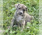 Small American Bandogge mastiff