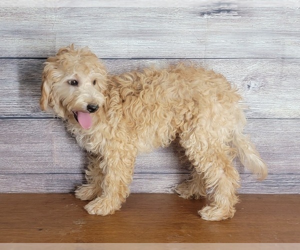 Medium Photo #4 Goldendoodle (Miniature) Puppy For Sale in SHAWNEE, OK, USA