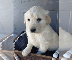 Golden Retriever Puppy for sale in CANON CITY, CO, USA