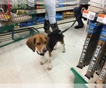 Small Photo #7 Beagle Puppy For Sale in Clinton , MI, USA