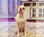 Small Photo #1 Boxer Puppy For Sale in SAPULPA, OK, USA