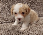 Small Photo #1 Havanese Puppy For Sale in CRETE, NE, USA