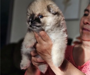 Pomeranian Puppy for sale in SAN FRANCISCO, CA, USA