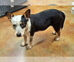 Small #2 Mutt
