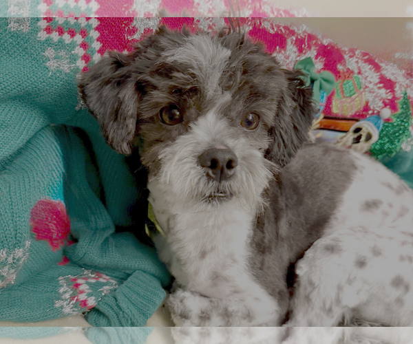 Medium Photo #1 Shih Tzu Puppy For Sale in Bellevue, WA, USA