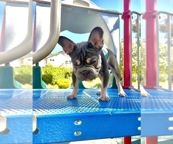 Medium Photo #2 French Bulldog Puppy For Sale in TALLAHASSEE, FL, USA