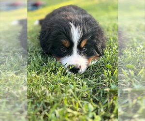 Bernese Mountain Dog Puppy for sale in HENDERSONVILLE, TN, USA