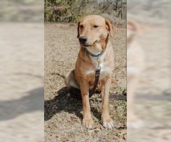 Medium Photo #3 Shepradors Puppy For Sale in Attalka, AL, USA