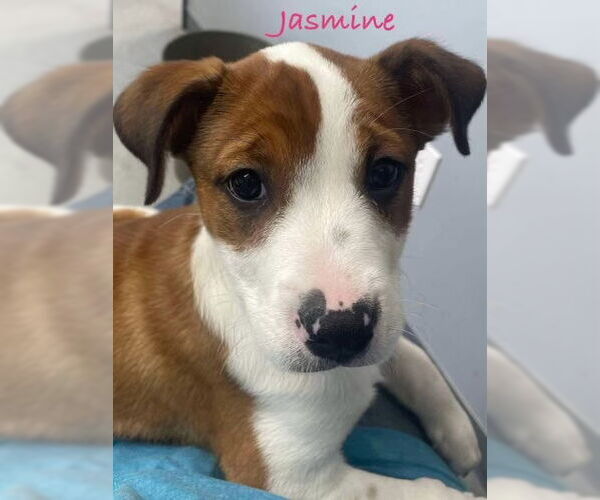 Medium Photo #1 Mutt Puppy For Sale in Sykesville, MD, USA