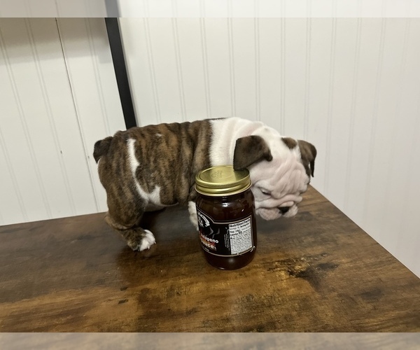 Medium Photo #1 English Bulldog Puppy For Sale in Shelbyville, IL, USA