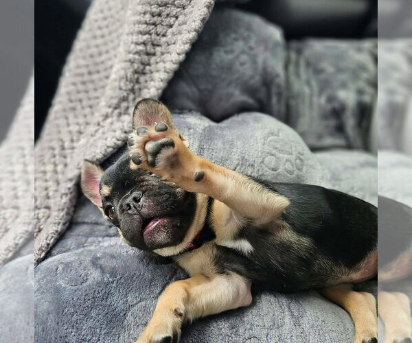 Medium Photo #3 French Bulldog Puppy For Sale in Valrico, FL, USA