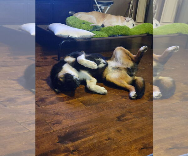 Medium Photo #3 Mutt Puppy For Sale in Mobile, AL, USA