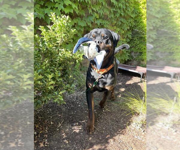 Medium Photo #4 Rottweiler-Unknown Mix Puppy For Sale in Elk Grove, CA, USA